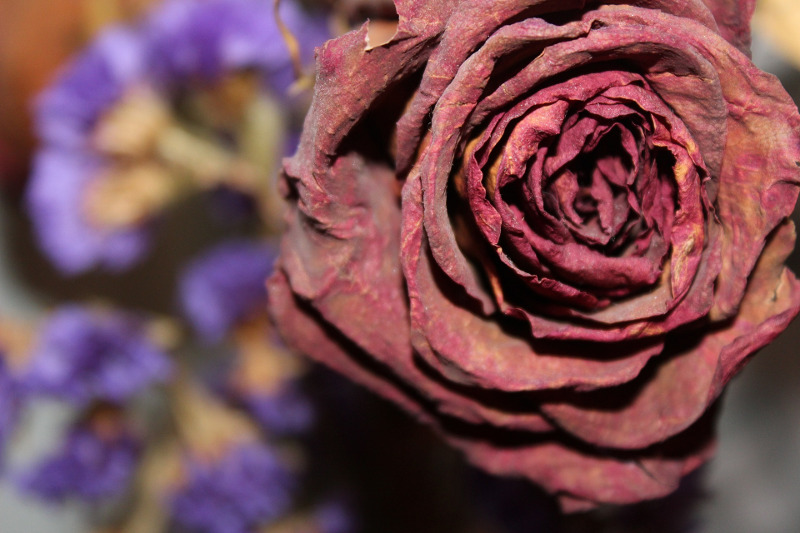 Drying and Preserving Roses